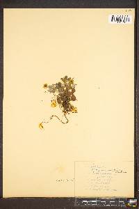 Potentilla canadensis image
