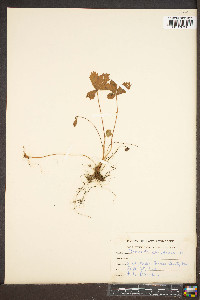 Potentilla canadensis image