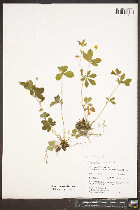 Potentilla canadensis image