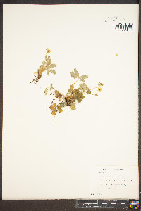 Potentilla canadensis image