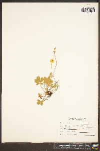 Potentilla canadensis image