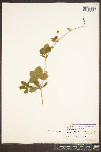 Potentilla canadensis image