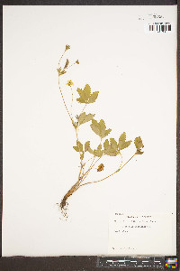 Potentilla canadensis image