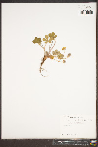 Potentilla canadensis image