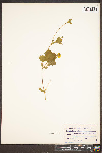 Potentilla canadensis image