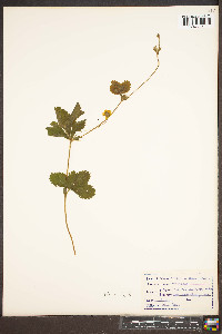 Potentilla canadensis image