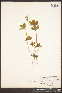 Potentilla canadensis image