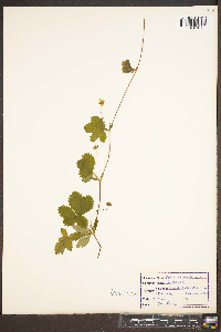 Potentilla canadensis image