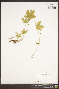 Potentilla canadensis image