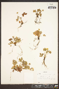 Potentilla canadensis image