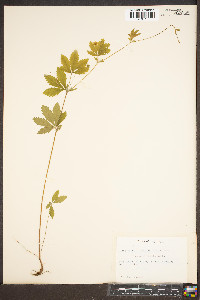 Potentilla canadensis image