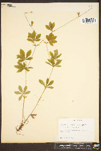 Potentilla canadensis image