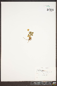 Potentilla canadensis image