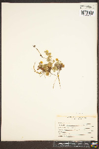 Potentilla canadensis image