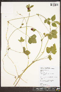 Potentilla indica image