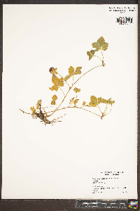 Potentilla indica image