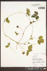 Potentilla indica image