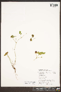 Potentilla indica image