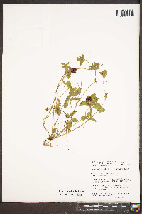 Potentilla indica image