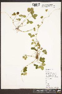 Potentilla indica image