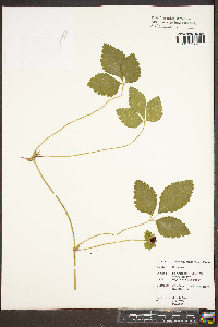 Potentilla indica image