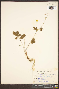 Potentilla indica image