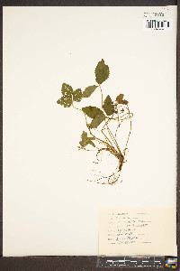 Potentilla indica image