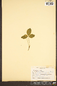 Potentilla indica image