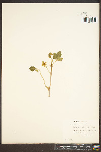 Potentilla indica image