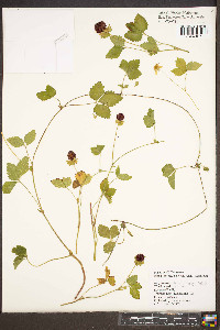 Potentilla indica image