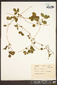 Potentilla indica image