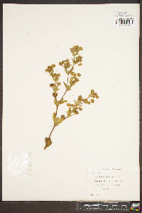 Potentilla intermedia image