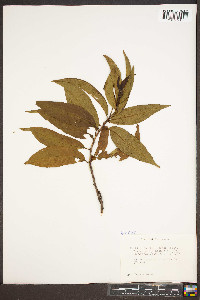 Prunus persica image