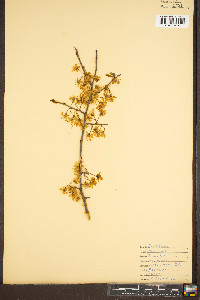 Prunus insititia image