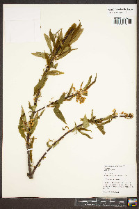 Prunus angustifolia image