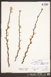 Prunus angustifolia image