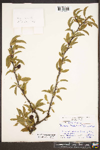 Prunus angustifolia image