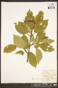 Prunus avium image