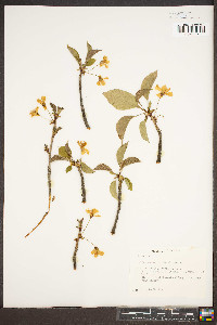 Prunus avium image