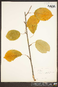 Prunus avium image