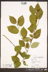 Prunus avium image