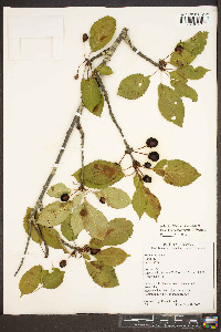 Prunus cerasus image