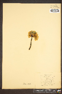 Prunus cerasus image