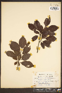 Prunus cerasifera image