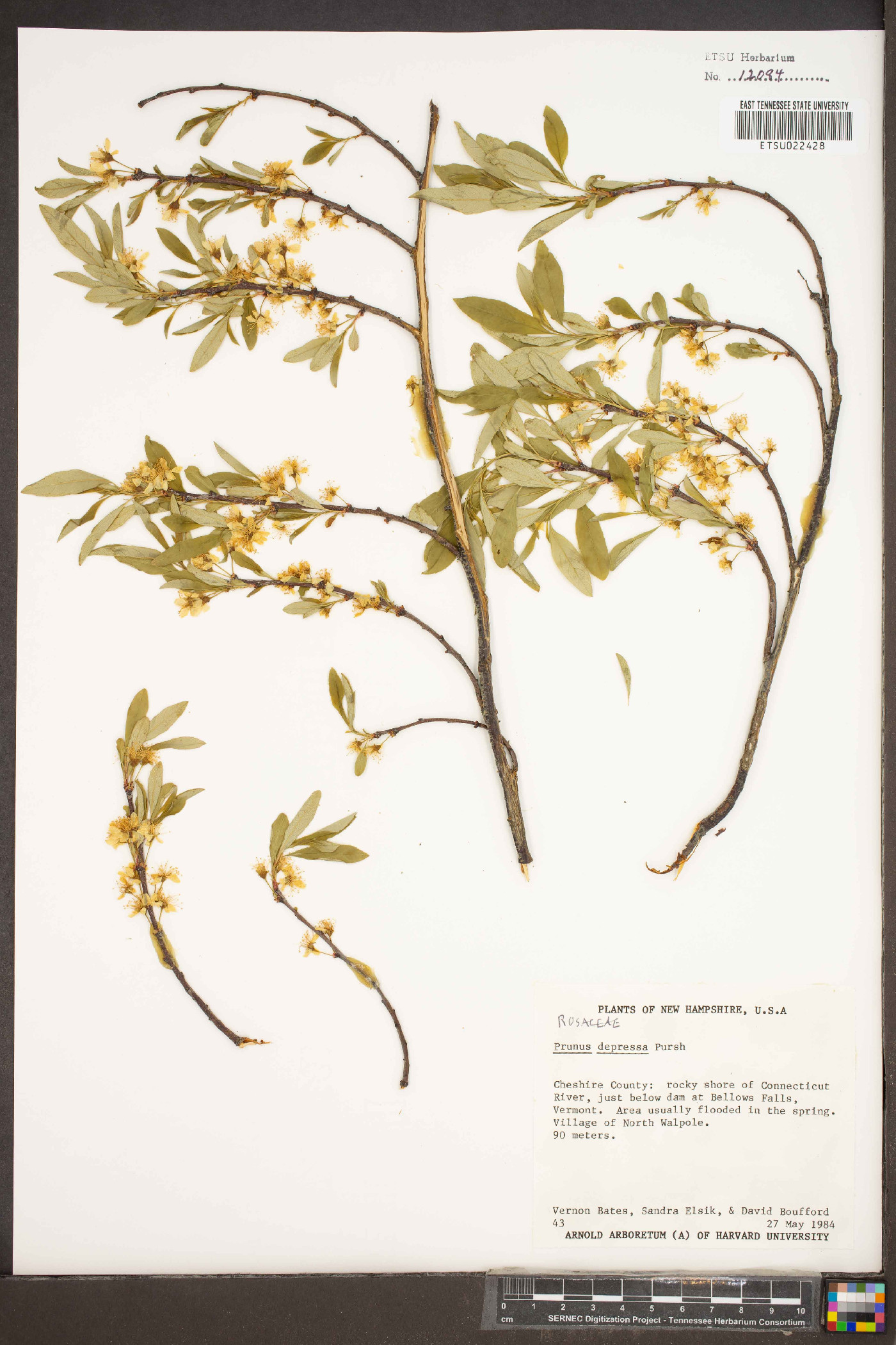 Prunus depressa image