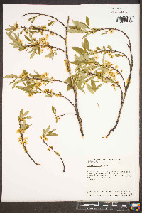 Prunus depressa image