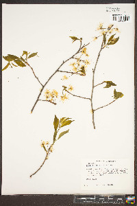 Prunus hortulana image