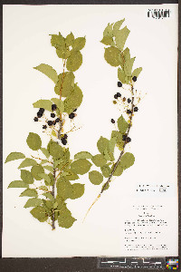 Prunus mahaleb image