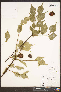 Prunus mume image