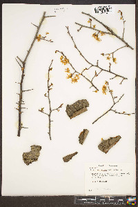 Prunus munsoniana image